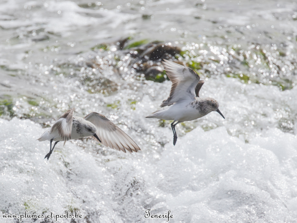 Bécasseau sanderling